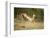 Leaping Impala, Moremi Game Reserve, Botswana-Paul Souders-Framed Photographic Print