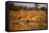 Leaping Impalas, Moremi Game Reserve, Botswana-Paul Souders-Framed Stretched Canvas