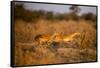 Leaping Impalas, Moremi Game Reserve, Botswana-Paul Souders-Framed Stretched Canvas