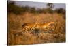 Leaping Impalas, Moremi Game Reserve, Botswana-Paul Souders-Stretched Canvas
