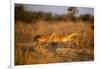 Leaping Impalas, Moremi Game Reserve, Botswana-Paul Souders-Framed Photographic Print