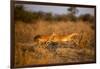 Leaping Impalas, Moremi Game Reserve, Botswana-Paul Souders-Framed Photographic Print