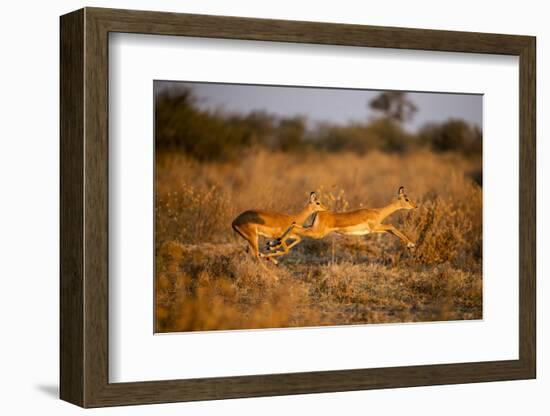 Leaping Impalas, Moremi Game Reserve, Botswana-Paul Souders-Framed Photographic Print