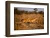 Leaping Impalas, Moremi Game Reserve, Botswana-Paul Souders-Framed Photographic Print