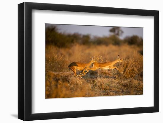 Leaping Impalas, Moremi Game Reserve, Botswana-Paul Souders-Framed Photographic Print