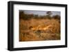 Leaping Impalas, Moremi Game Reserve, Botswana-Paul Souders-Framed Photographic Print