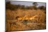 Leaping Impalas, Moremi Game Reserve, Botswana-Paul Souders-Mounted Photographic Print