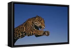 Leaping Jaguar-DLILLC-Framed Stretched Canvas