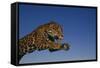 Leaping Jaguar-DLILLC-Framed Stretched Canvas