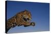 Leaping Jaguar-DLILLC-Stretched Canvas