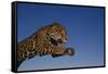 Leaping Jaguar-DLILLC-Framed Stretched Canvas