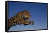 Leaping Jaguar-DLILLC-Framed Stretched Canvas