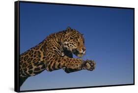 Leaping Jaguar-DLILLC-Framed Stretched Canvas