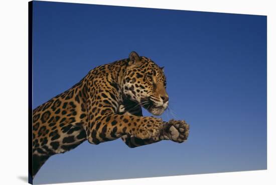 Leaping Jaguar-DLILLC-Stretched Canvas