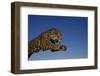 Leaping Jaguar-DLILLC-Framed Premium Photographic Print