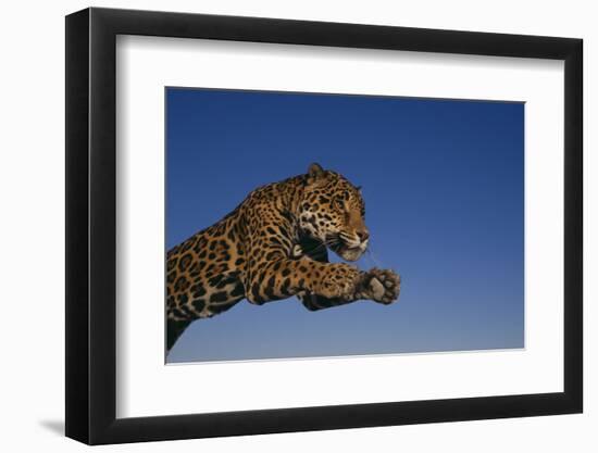 Leaping Jaguar-DLILLC-Framed Premium Photographic Print
