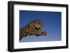 Leaping Jaguar-DLILLC-Framed Premium Photographic Print