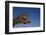 Leaping Jaguar-DLILLC-Framed Premium Photographic Print