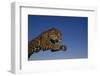 Leaping Jaguar-DLILLC-Framed Premium Photographic Print