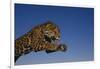 Leaping Jaguar-DLILLC-Framed Photographic Print