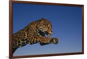 Leaping Jaguar-DLILLC-Framed Photographic Print