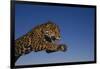 Leaping Jaguar-DLILLC-Framed Photographic Print