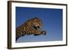 Leaping Jaguar-DLILLC-Framed Photographic Print