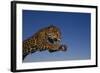 Leaping Jaguar-DLILLC-Framed Photographic Print