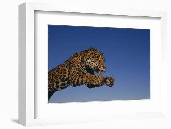 Leaping Jaguar-DLILLC-Framed Photographic Print