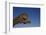 Leaping Jaguar-DLILLC-Framed Photographic Print