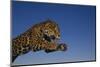 Leaping Jaguar-DLILLC-Mounted Photographic Print