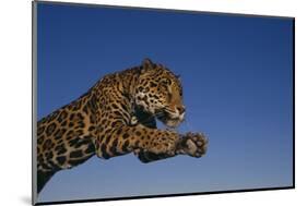 Leaping Jaguar-DLILLC-Mounted Photographic Print