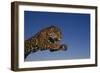 Leaping Jaguar-DLILLC-Framed Photographic Print