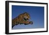 Leaping Jaguar-DLILLC-Framed Photographic Print