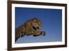 Leaping Jaguar-DLILLC-Framed Photographic Print