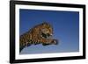 Leaping Jaguar-DLILLC-Framed Photographic Print