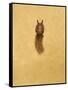 Leaping Red Squirrel-Tim Hayward-Framed Stretched Canvas