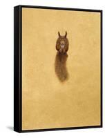 Leaping Red Squirrel-Tim Hayward-Framed Stretched Canvas