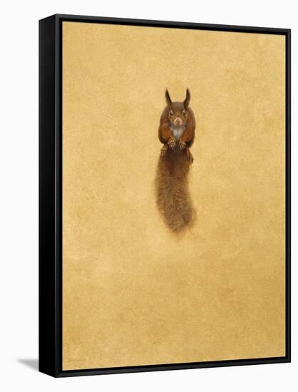 Leaping Red Squirrel-Tim Hayward-Framed Stretched Canvas