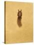 Leaping Red Squirrel-Tim Hayward-Stretched Canvas