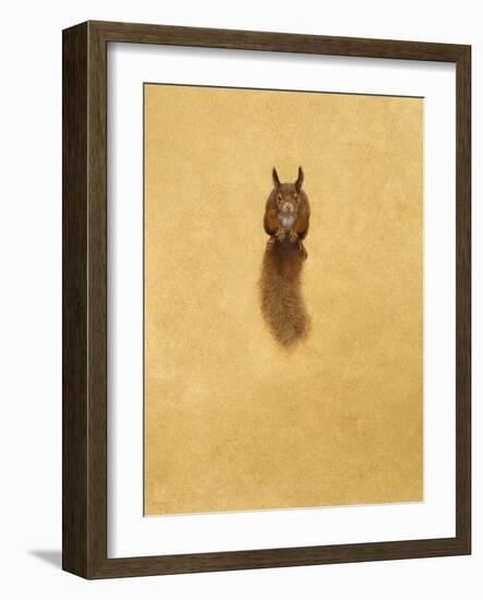 Leaping Red Squirrel-Tim Hayward-Framed Giclee Print