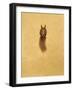 Leaping Red Squirrel-Tim Hayward-Framed Giclee Print