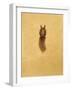 Leaping Red Squirrel-Tim Hayward-Framed Giclee Print