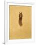 Leaping Red Squirrel-Tim Hayward-Framed Giclee Print