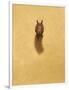 Leaping Red Squirrel-Tim Hayward-Framed Premium Giclee Print