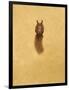 Leaping Red Squirrel-Tim Hayward-Framed Premium Giclee Print