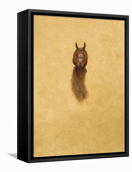 Leaping Red Squirrel-Tim Hayward-Framed Stretched Canvas