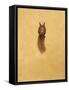 Leaping Red Squirrel-Tim Hayward-Framed Stretched Canvas