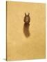 Leaping Red Squirrel-Tim Hayward-Stretched Canvas