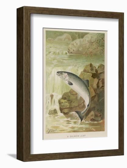 Leaping Salmon-P. J. Smit-Framed Photographic Print